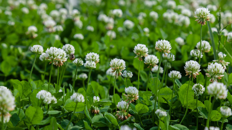 Beyaz Yonca Arılar ile Zemin Kapağı Olarak Büyür