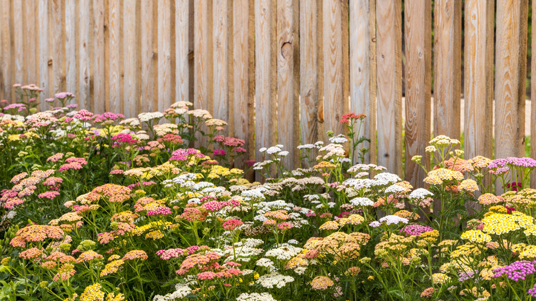 Çit boyunca büyüyen Yarrow Bahçesi