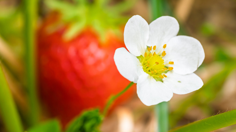 Çilek Çiçeği Arka planda çilek meyvesi ile yakınlaştırma