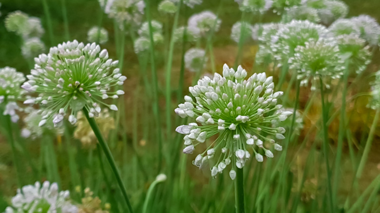 Bloom'da sarımsak frenk soğanı