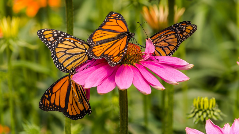 Mor ConeFlower'da toplanan kelebekler