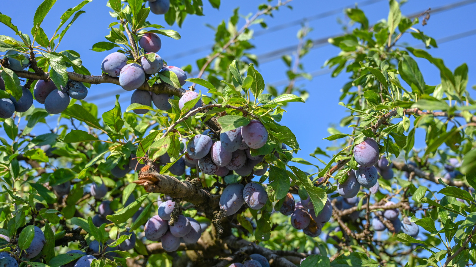 Daha sağlıklı bir erik ağacını teşvik etmek için büyüyebileceğiniz 20 refakatçi bitkisi