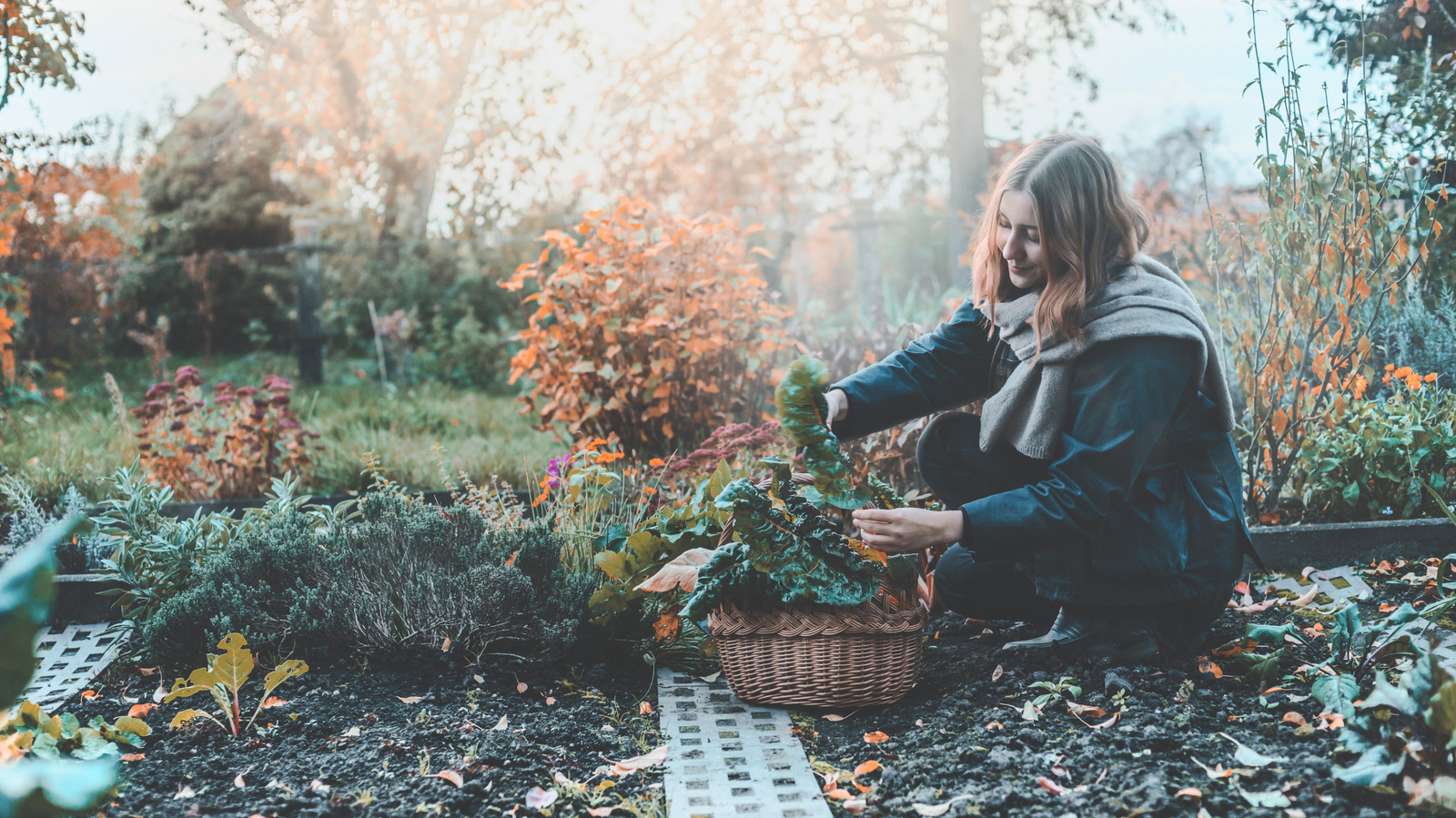 Çıplak bahçe yamalarını hızlı büyüyen sonbahar çok yıllık tozlayıcılarla doldurun