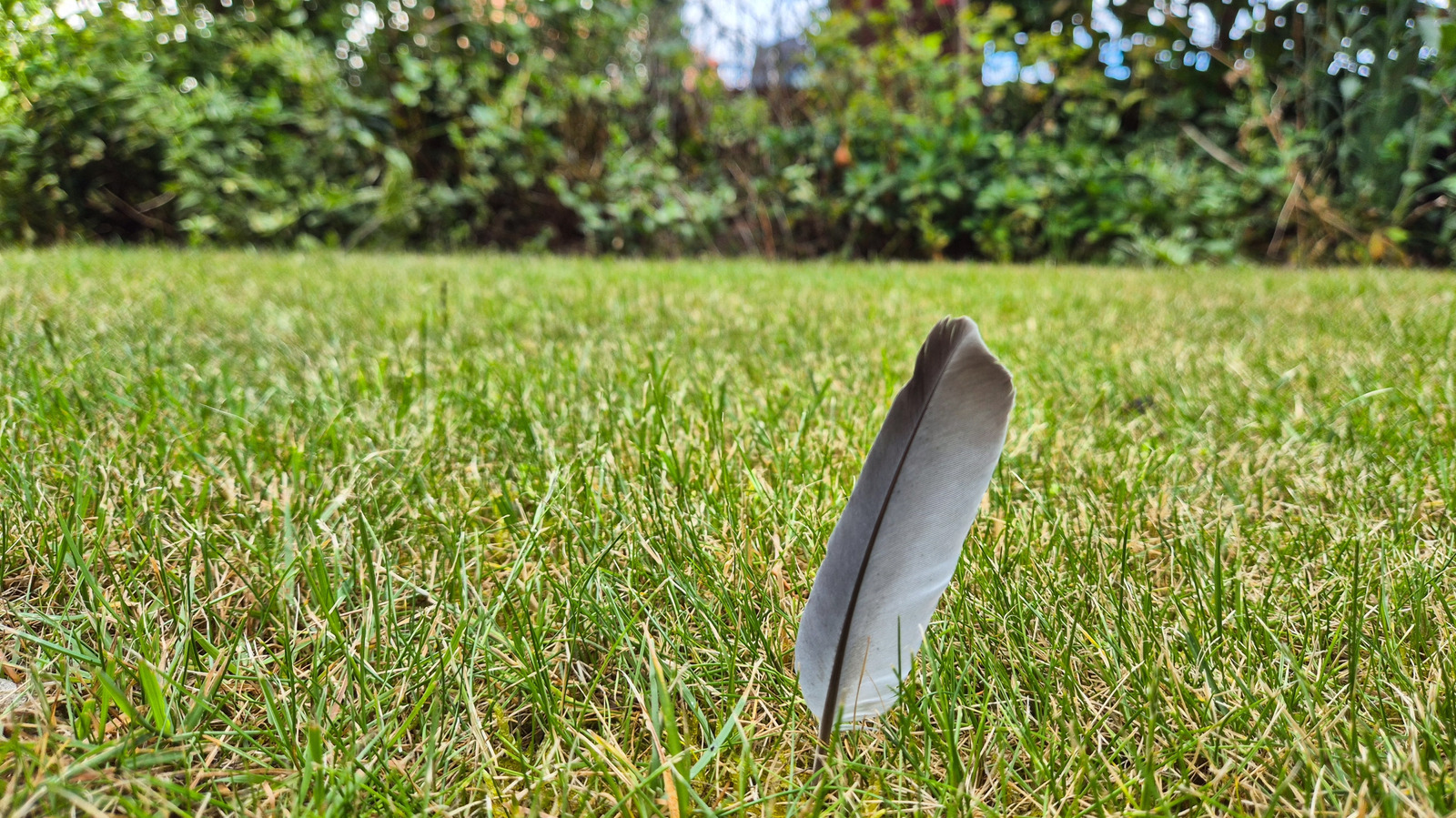 Çimlerinize tam tahribat yaratabilecek beklenmedik kuş