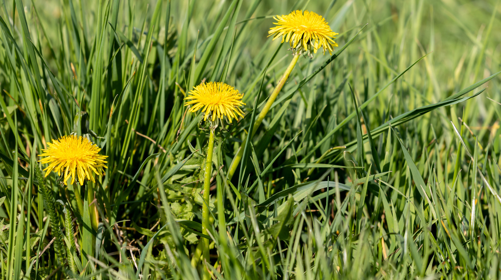 Yabani otları önlemeye yardımcı olabilecek renkli zemin örtüsü