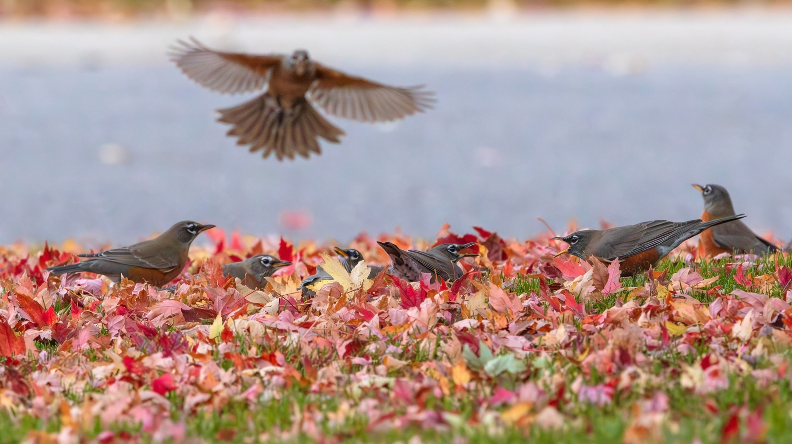 Kuşları çekmek istediğiniz yararlı sebep (bahçenizle ilgisi olmayan)
