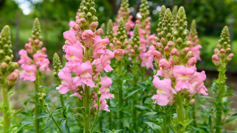 Bir bahçede veya bahçede uzun boylu büyüyen pembe aslanağzı
