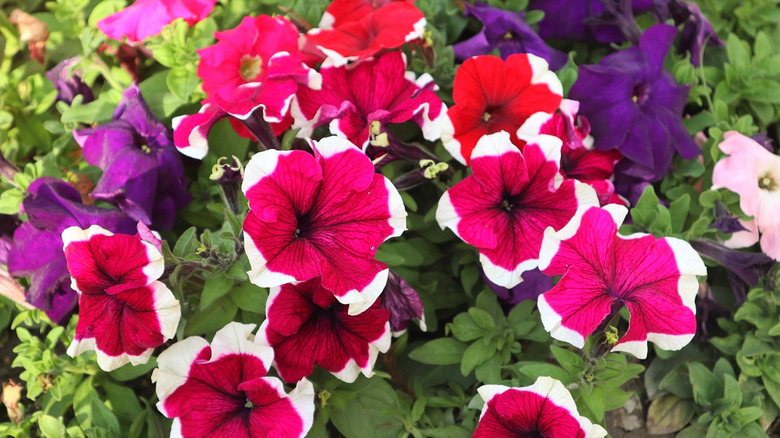 Kırmızı ve mor petunyalar çiçek açıyor