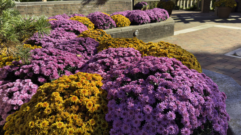 Mor ve turuncu anneler bir yolun yakınında