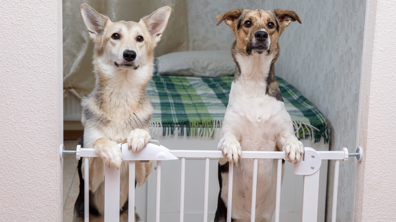 İki melez köpek bir misafir odasının girişindeki güvenlik kapısında duruyor