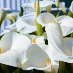 Calla zambaklarının sonbaharda özel bakıma ihtiyacı var - gelecek yıl daha iyi çiçek açmaları için şimdi ne yapmalı