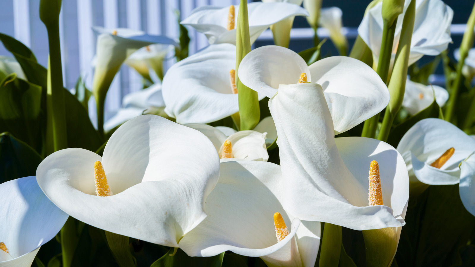 Calla zambaklarının sonbaharda özel bakıma ihtiyacı var - gelecek yıl daha iyi çiçek açmaları için şimdi ne yapmalı