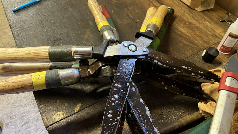 dezenfektana batırılmış bitki budama makası