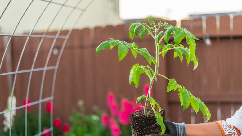 Kafesin altında tutulan genç bir domates bitkisi.