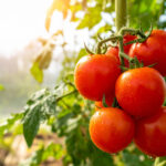 Domates Kafeslerine Elveda Deyin ve Yerine Onları Yetiştirmek İçin Bu Daha Uzun Ömürlü Alternatifi Deneyin