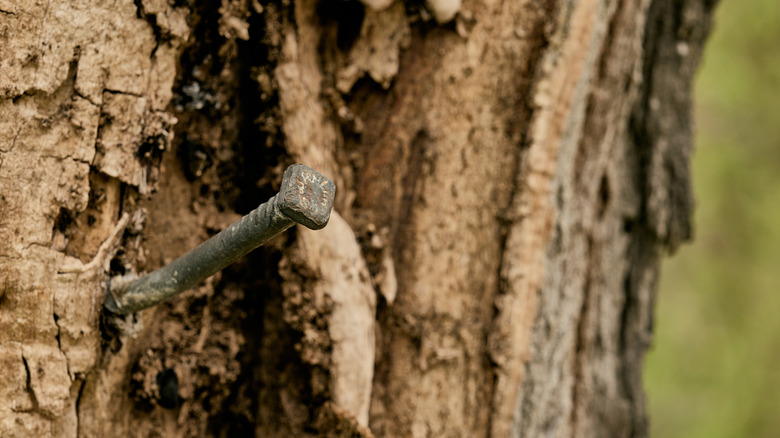 Ağaç kabuğuna takılan demir çivi