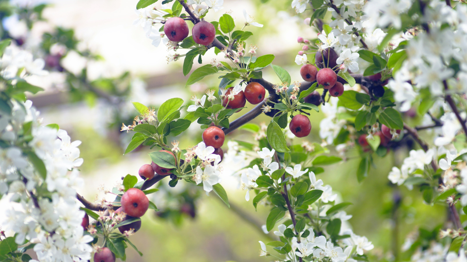 Bu Mantık Dışı Bahçecilik Uygulaması Meyve Ağaçlarının Gelişmesine Yardımcı Olabilir mi?
