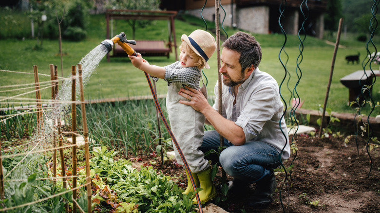Bir adam ve bir çocuk bahçedeki sebze bitkilerini suluyor.