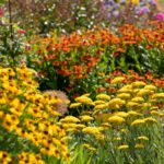 Daha İyi Bahar Büyümesi İçin Ekim Ayında Budamanız Gereken Çiçekli Çalı