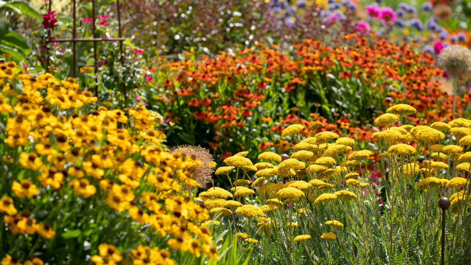 Daha İyi Bahar Büyümesi İçin Ekim Ayında Budamanız Gereken Çiçekli Çalı