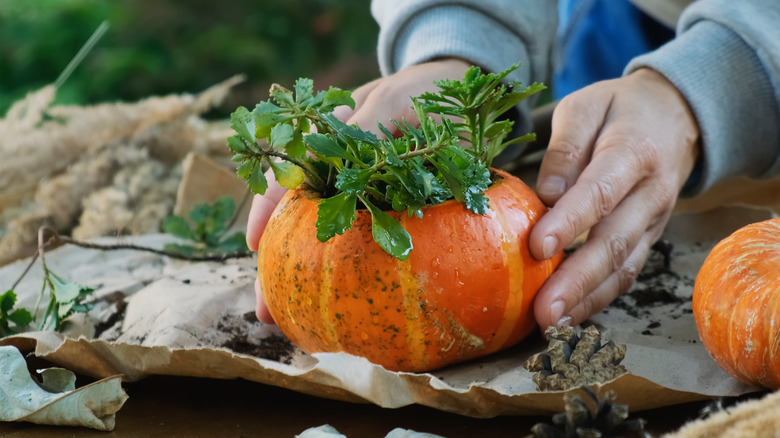 İçinde bitki olan balkabağı tutan kişi