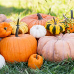 Eski Balkabağı Dekorunu Benzersiz Bir Saksıya Dönüştüren Basit Kendin Yap