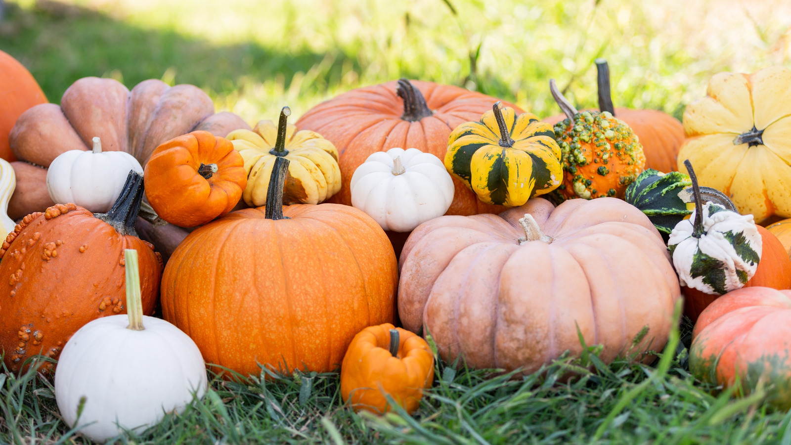 Eski Balkabağı Dekorunu Benzersiz Bir Saksıya Dönüştüren Basit Kendin Yap