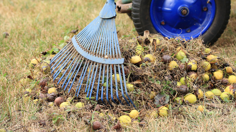 çimenler, yapraklar ve meyveler toplanıyor