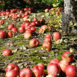 Meyve Ağacınızın Kışın Hayatta Kalmasına Yardımcı Olacak Temel Sonbahar Görevi