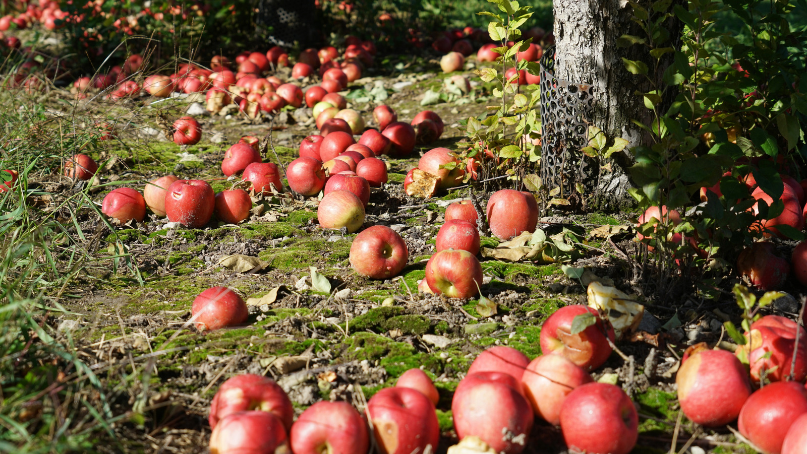 Meyve Ağacınızın Kışın Hayatta Kalmasına Yardımcı Olacak Temel Sonbahar Görevi