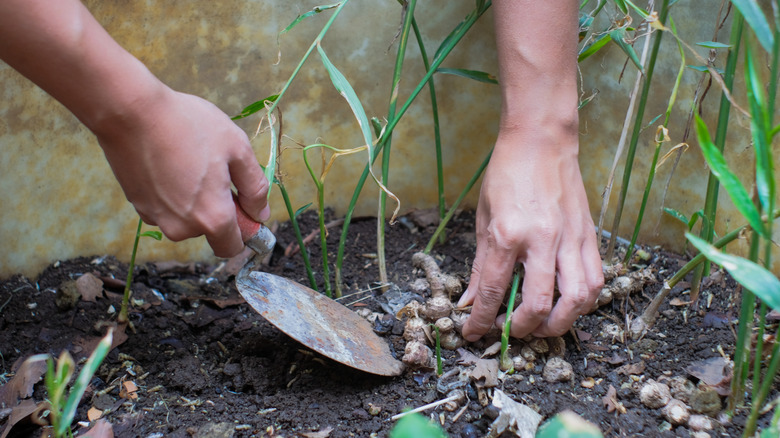 Zencefil rizomlarını hasat etmek için mini kürek tutan bir çiftçi