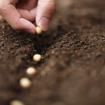 Bahar Çiçekleri İçin Ekim Ayında Başlamanız Gereken Tatlı Sesli Bahçe Çiçeği