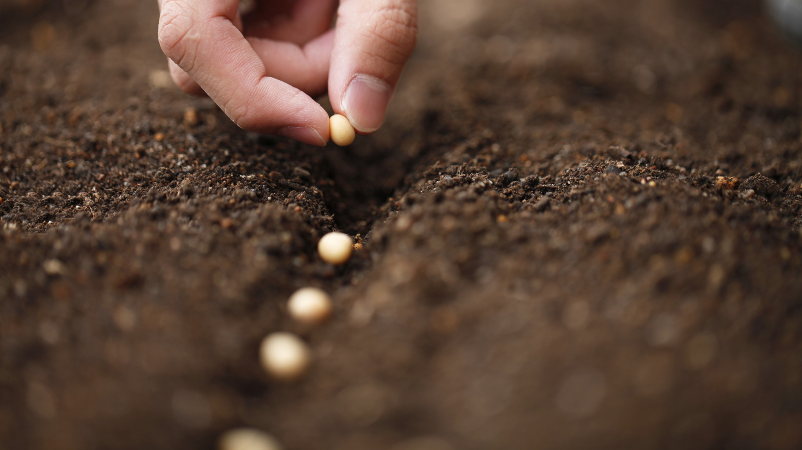 Bahar Çiçekleri İçin Ekim Ayında Başlamanız Gereken Tatlı Sesli Bahçe Çiçeği