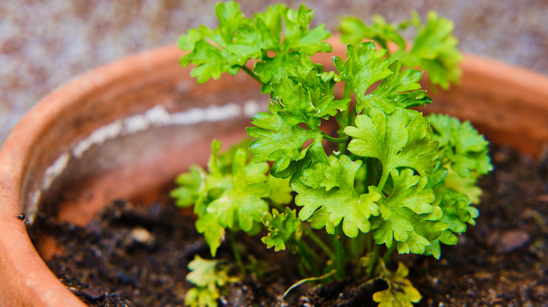Maydanoz bitkisi bir saksının yakın planında oturuyor