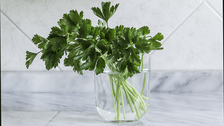 Maydanoz kesimi su kabında duruyor
