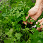 Biraz Suyla Maydanozdan Sonsuz Bitki Yetiştirin