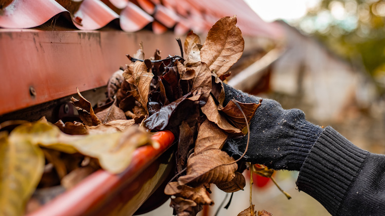 oluktaki yaprakları elle kaldıran kişi