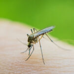 Evinizin Sivrisinekleri Çeken ve Farkında Olmadığınız Kısmı