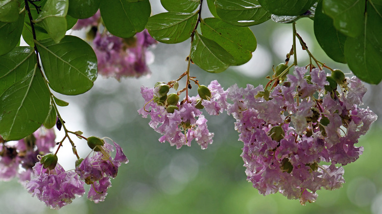 soluk mor krep mersin çiçekleri ve koyu yeşil yapraklar