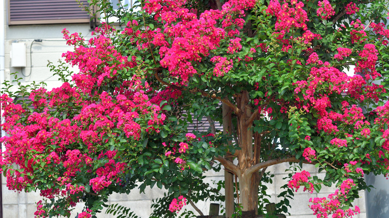 parlak pembe krep mersin ağacı çiçek açmış