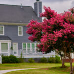 Krep Mersin Ağacınızı Aşırı Suladığınıza İlişkin Açık İşaretler