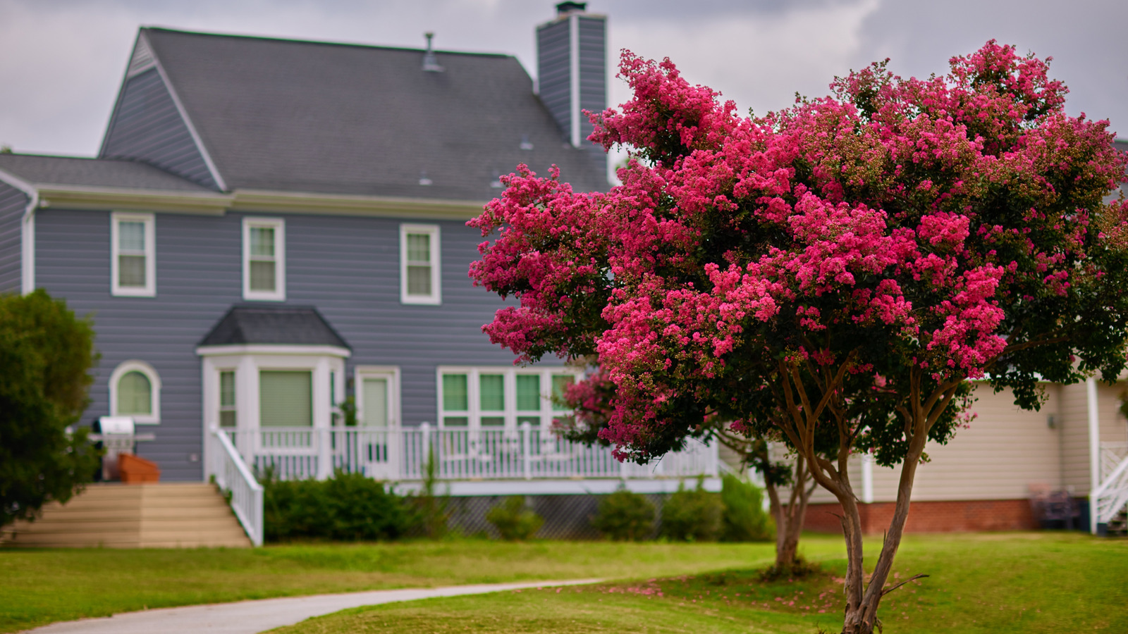 Krep Mersin Ağacınızı Aşırı Suladığınıza İlişkin Açık İşaretler