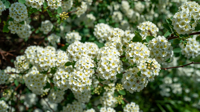 Spiraea cantoniensis çiçek açıyor
