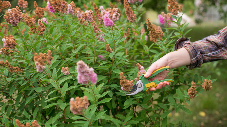 Spiraea çalısını budayan kişi
