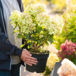 Ortancalara Elveda Deyin, Bunun Yerine Bu Benzer Görünümü Deneyin