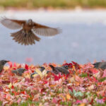Kolay Bir DIY Balkabağı Kuş Besleyiciyle Bu Sonbaharda Kuşların Bahçenize Gelmesini Sağlayın