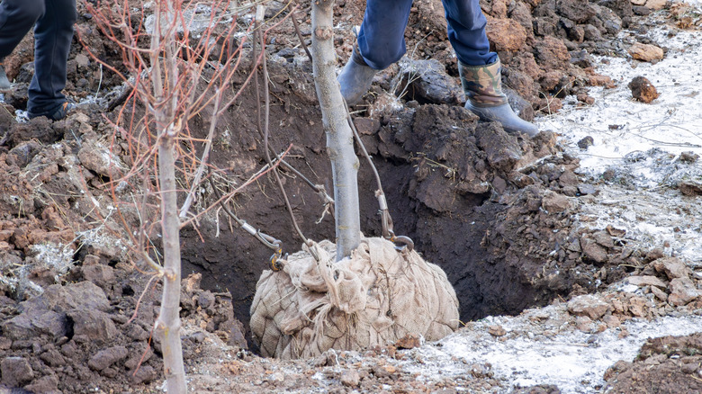 Köktoplu ağaç deliğe yerleştirilir.