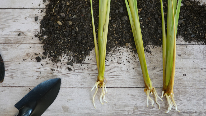 Yeni köklerle büyüyen çelikler ekime hazır