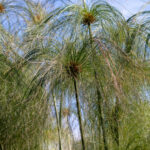 Papirüs Bitkinizi Zahmetsizce Çoğaltmanın Sırrı