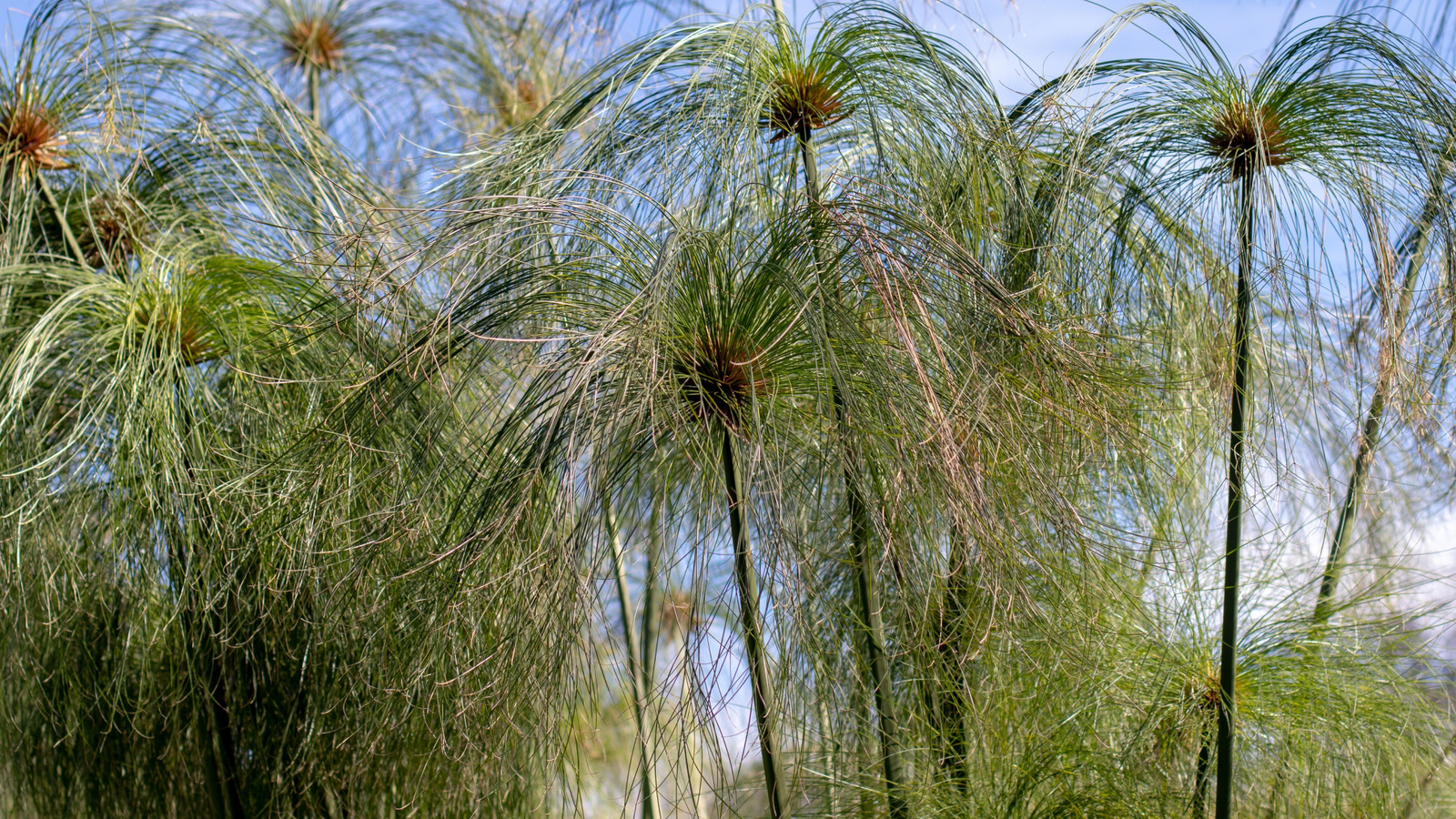 Papirüs Bitkinizi Zahmetsizce Çoğaltmanın Sırrı